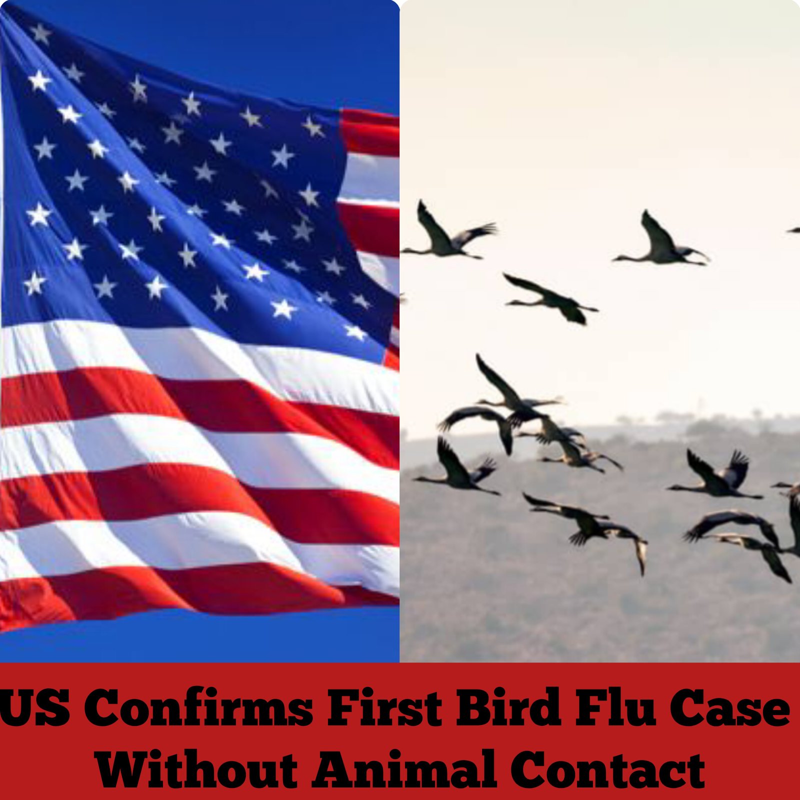 US Confirms First Bird Flu Case Without Animal Contact