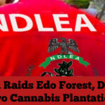 NDLEA Raids Edo Forest, Destroys Two Cannabis Plantations