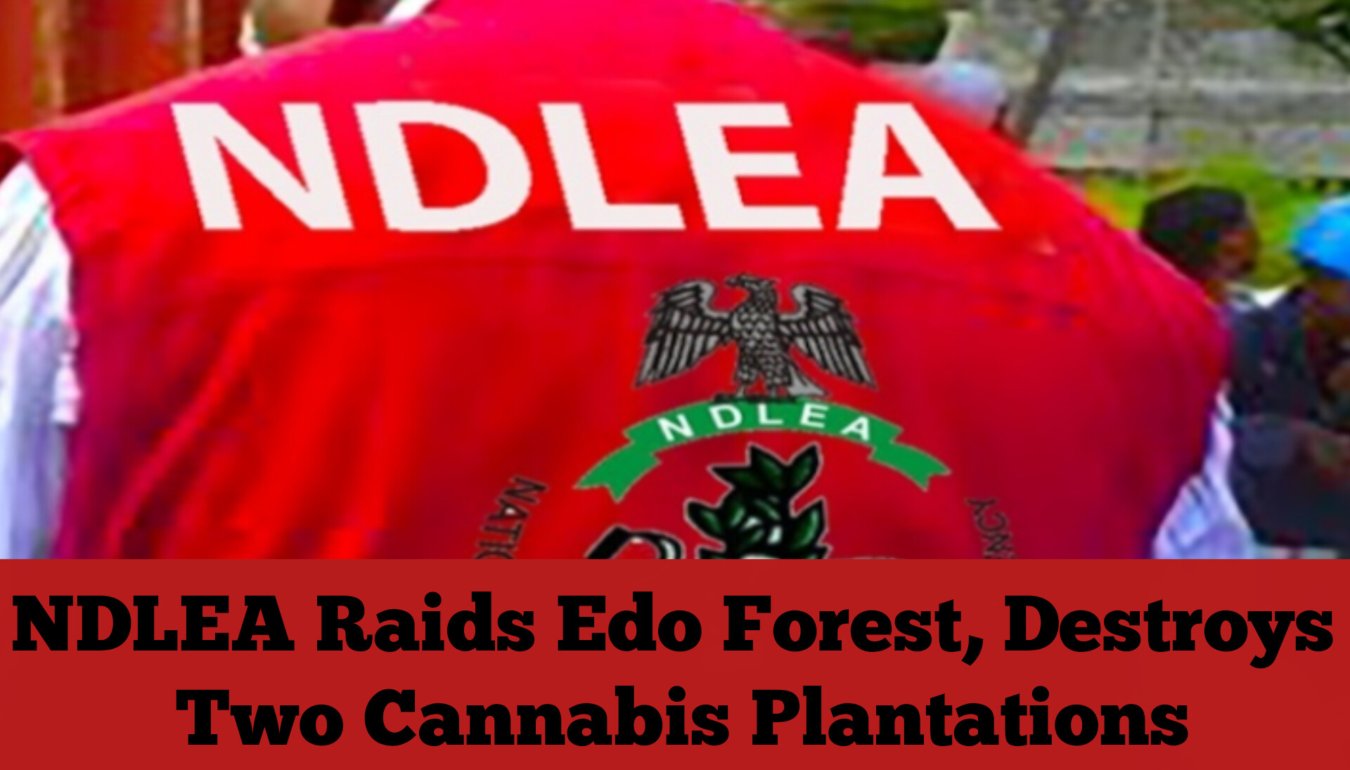 NDLEA Raids Edo Forest, Destroys Two Cannabis Plantations